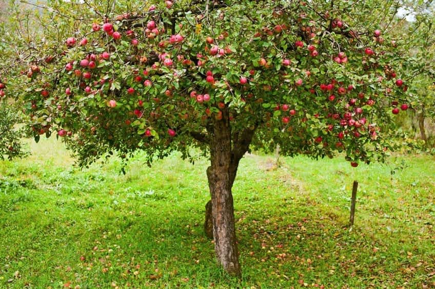AppleTree