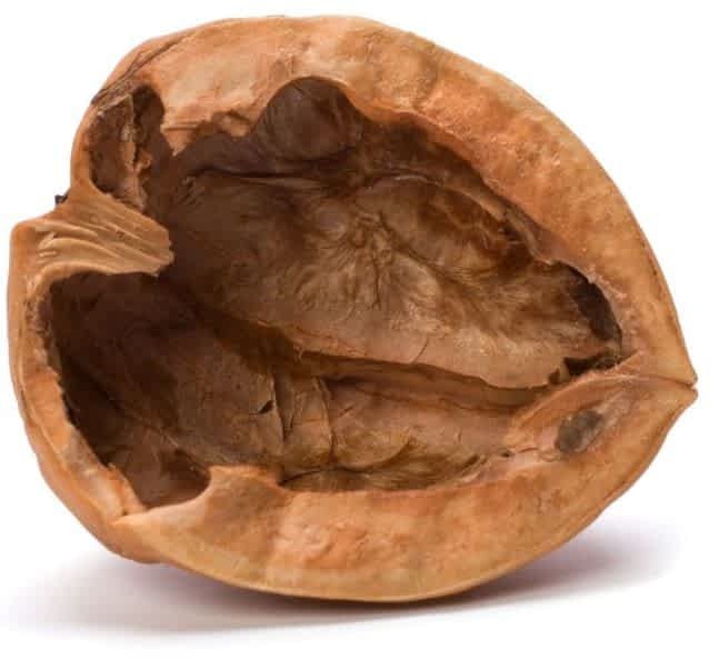 Nutshell